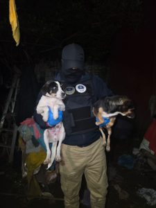 FGE rescata tres ejemplares caninos durante cateo por maltrato animal en Uruapan
