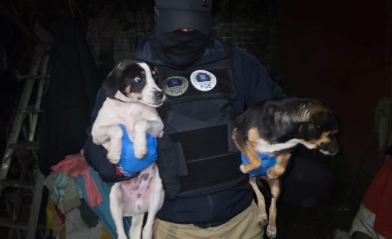 FGE rescata tres ejemplares caninos durante cateo por maltrato animal en Uruapan