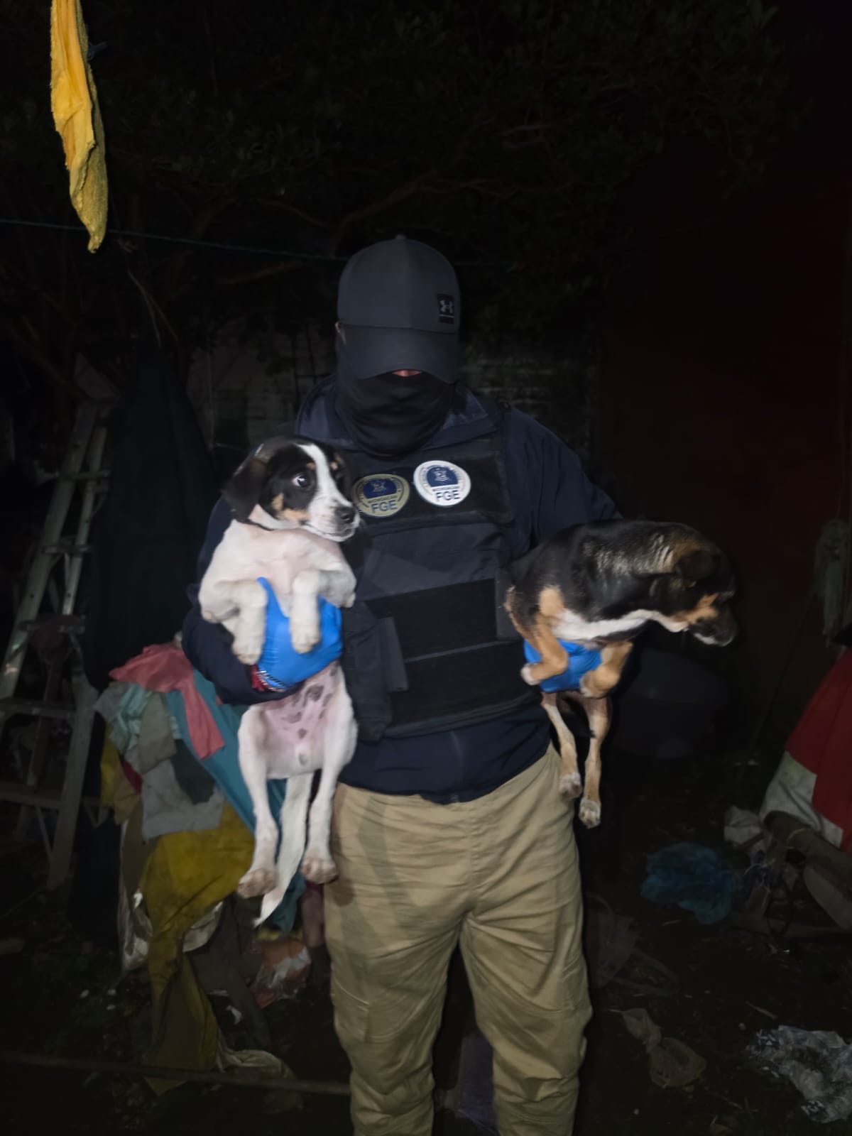 FGE rescata tres ejemplares caninos durante cateo por maltrato animal en Uruapan